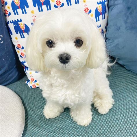 maltese for sale in louisiana|maltipoo puppies for sale louisiana.